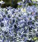 Flachblättriger Mannstreu - Eryngium planum