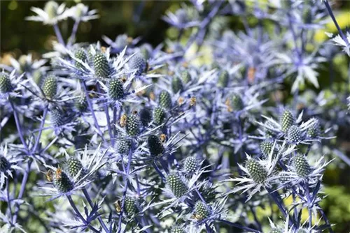 Flachblättriger Mannstreu - Eryngium planum