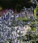 Flachblättriger Mannstreu - Eryngium planum