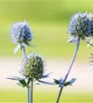 Flachblättriger Mannstreu - Eryngium planum