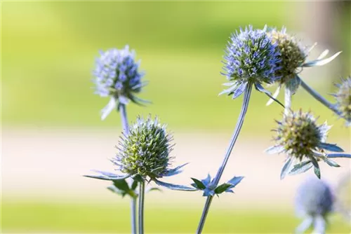 Flachblättriger Mannstreu - Eryngium planum