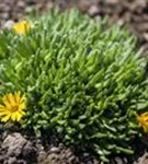 Lesotho-Mittagsblume - Delosperma lineare