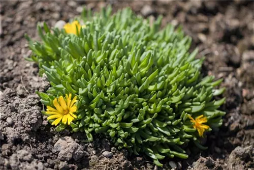 Lesotho-Mittagsblume - Delosperma lineare