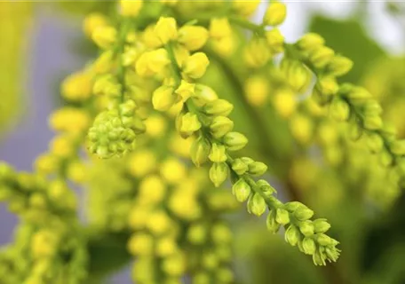 Chiastophyllum oppositifolium - Goldtröpfchen