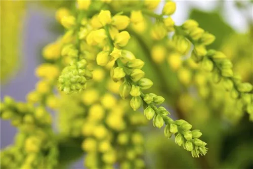 Goldtröpfchen - Chiastophyllum oppositifolium