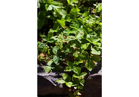 Fragaria vesca var.vesca - Wald-Erdbeere