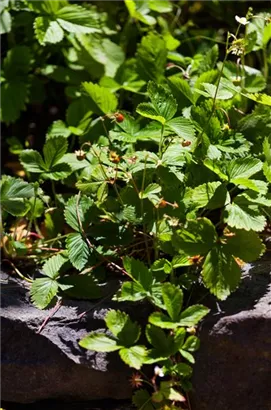 Wald-Erdbeere - Fragaria vesca var.vesca