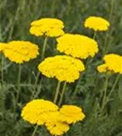 Hohe Garten-Gold-Garbe - Achillea filipendulina 'Parker', gen.