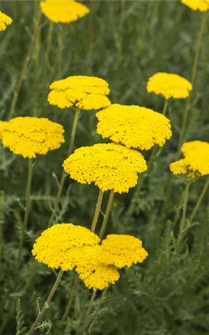 Achillea filipendulina 'Parker', gen.