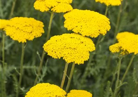 Achillea filipendulina 'Parker', gen. - Hohe Garten-Gold-Garbe