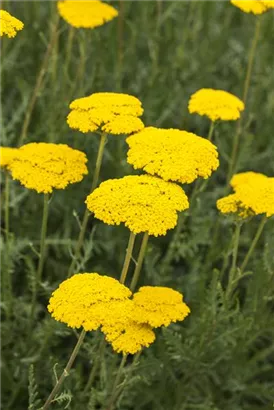 Hohe Garten-Gold-Garbe - Achillea filipendulina 'Parker', gen.