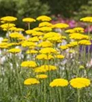 Hohe Garten-Gold-Garbe - Achillea filipendulina 'Parker', gen.