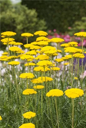 Hohe Garten-Gold-Garbe - Achillea filipendulina 'Parker', gen.