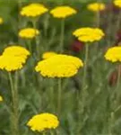 Hohe Garten-Gold-Garbe - Achillea filipendulina 'Parker', gen.