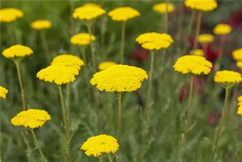 Hohe Garten-Gold-Garbe - Achillea filipendulina 'Parker', gen.