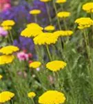 Hohe Garten-Gold-Garbe - Achillea filipendulina 'Parker', gen.