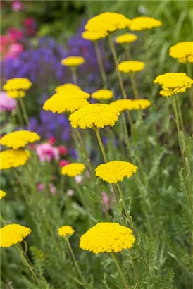 Hohe Garten-Gold-Garbe - Achillea filipendulina 'Parker', gen.