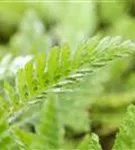 Hohe Garten-Gold-Garbe - Achillea filipendulina 'Parker', gen.