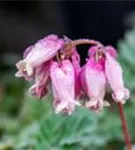 Zwergige Garten-Herzblume - Dicentra eximia