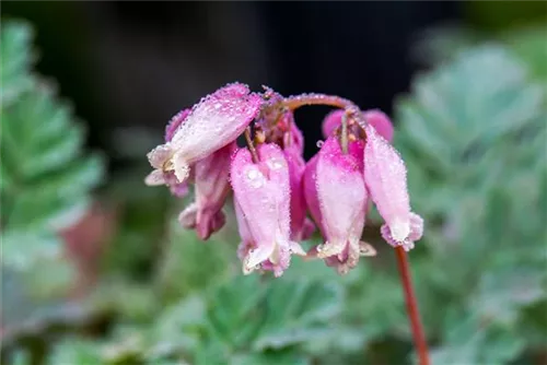 Zwergige Garten-Herzblume - Dicentra eximia