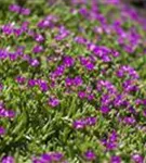 Transvaal-Mittagsblume - Delosperma sutherlandii