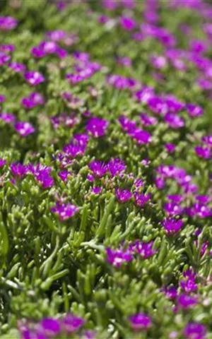 Delosperma sutherlandii