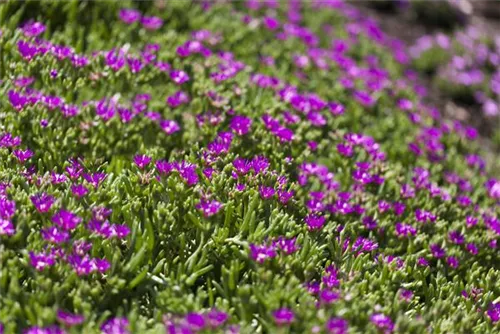 Transvaal-Mittagsblume - Delosperma sutherlandii