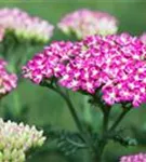 Garten-Schaf-Garbe - Achillea millefolium 'Cerise Queen'