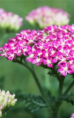 Achillea millefolium 'Cerise Queen'