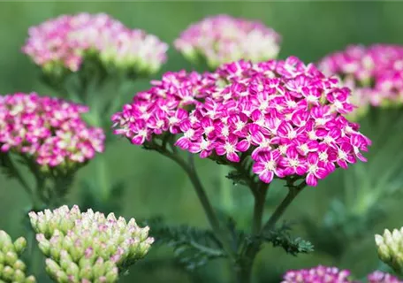 Achillea millefolium 'Cerise Queen' - Garten-Schaf-Garbe