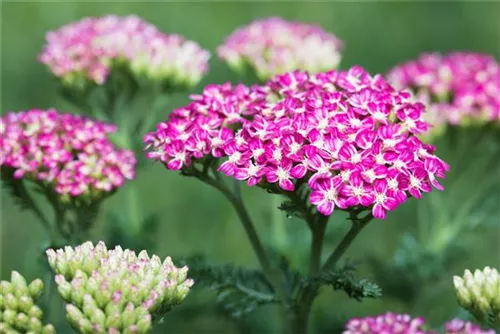 Garten-Schaf-Garbe - Achillea millefolium 'Cerise Queen'