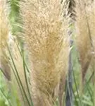 Pampasgras - Cortaderia selloana, gen.