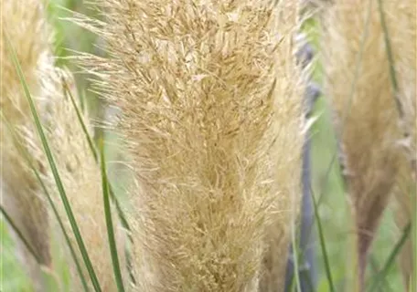 Cortaderia selloana, gen. - Pampasgras