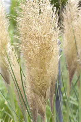 Pampasgras - Cortaderia selloana, gen.