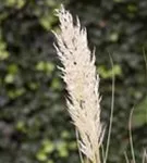 Pampasgras - Cortaderia selloana, gen.