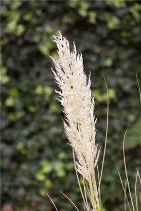 Pampasgras - Cortaderia selloana, gen.