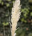 Pampasgras - Cortaderia selloana, gen.