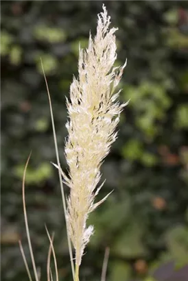 Pampasgras - Cortaderia selloana, gen.