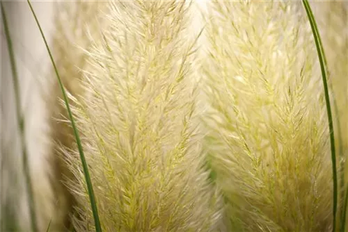 Pampasgras - Cortaderia selloana, gen.