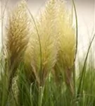 Pampasgras - Cortaderia selloana, gen.