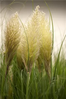 Pampasgras - Cortaderia selloana, gen.