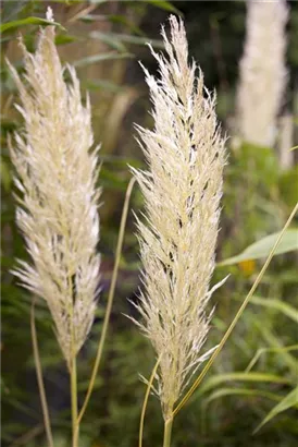 Pampasgras - Cortaderia selloana, gen.