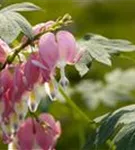 Hohe Herzblume, Tränendes Herz - Dicentra spectabilis