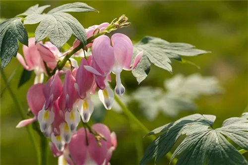 Hohe Herzblume, Tränendes Herz - Dicentra spectabilis