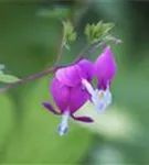 Hohe Herzblume, Tränendes Herz - Dicentra spectabilis