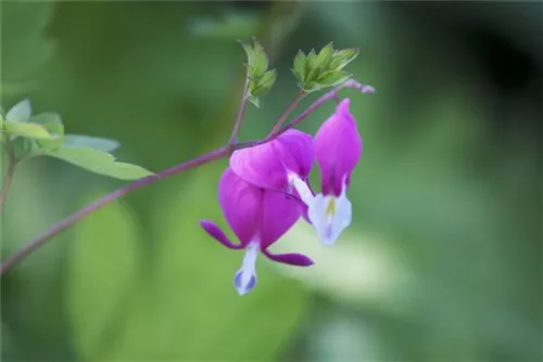 Hohe Herzblume, Tränendes Herz - Dicentra spectabilis