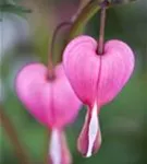 Hohe Herzblume, Tränendes Herz - Dicentra spectabilis