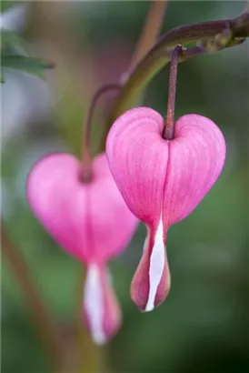 Hohe Herzblume, Tränendes Herz - Dicentra spectabilis