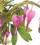 Hohe Herzblume, Tränendes Herz - Dicentra spectabilis