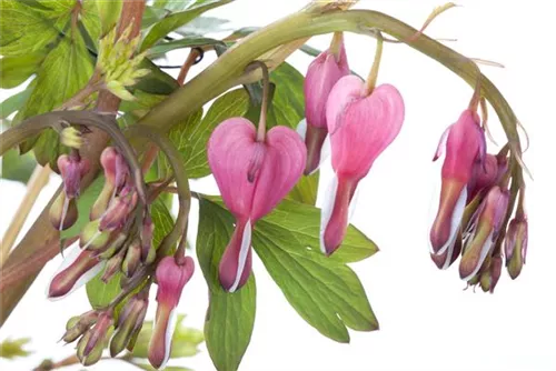 Hohe Herzblume, Tränendes Herz - Dicentra spectabilis